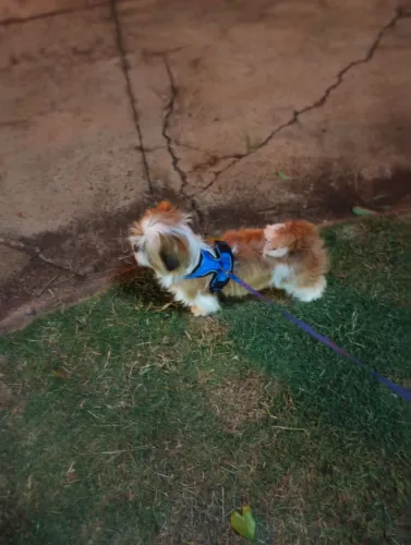 Procurando cachorra fêmea pra cruzar 