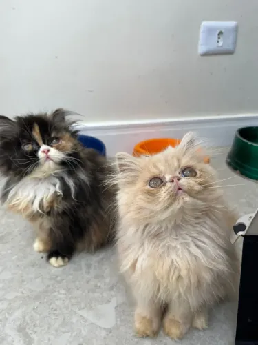 Gato persa pedigree vacinas