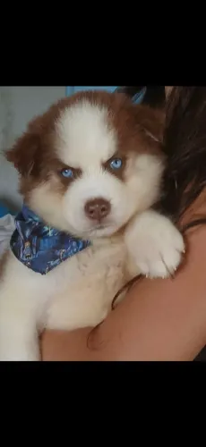 Husky siberiano wooly Alto padrão genético 
