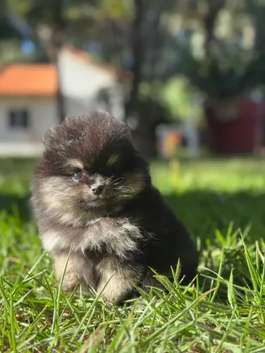 Lulu da Pomerania Fêmea mini