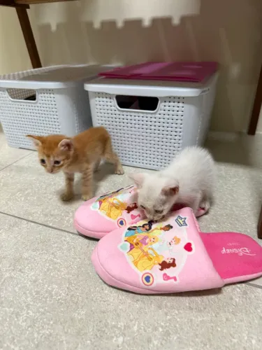 Filhotes de gato para adoção em Belém 