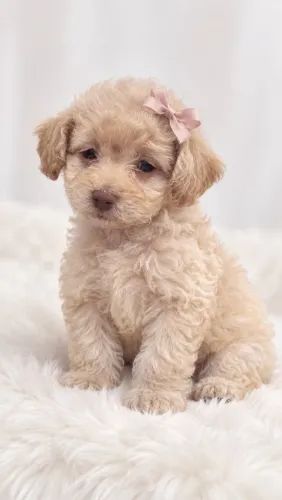 Linda bebê de poodle olhos verdes