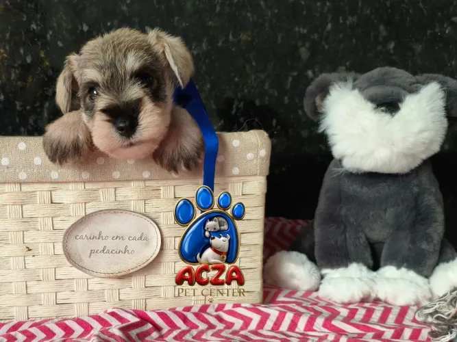 Lindos Filhotes de Schnauzer Miniatura em Goiânia 