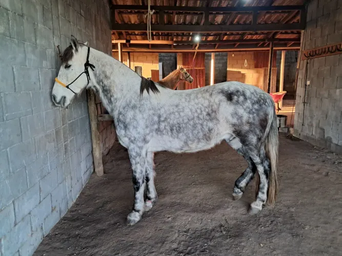Cavalo