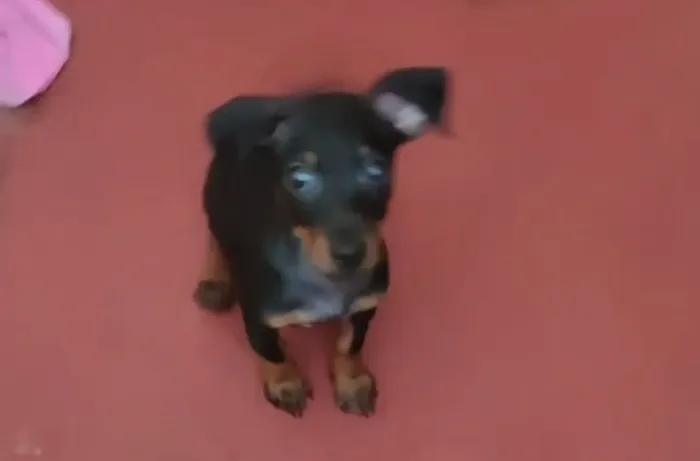 Vendo um cachorro raça cofat macho porte pequeno tem 4 meses come bem ração esperto 