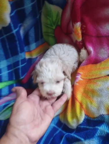 Vende-se um casal de cachorro poodle