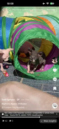 Filhote de gato Sphynx