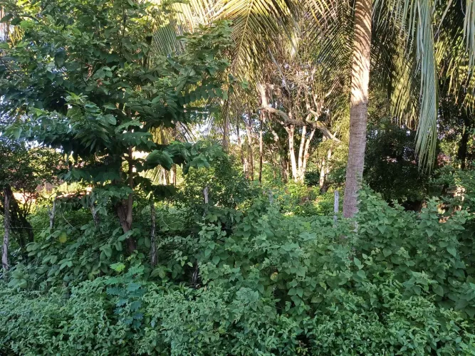 Terreno a venda no ancuri
