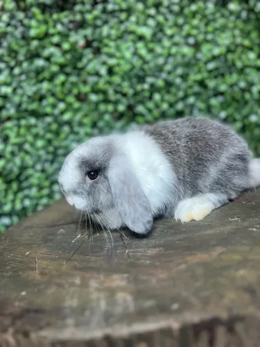 Coelho mini Lop uruguaio