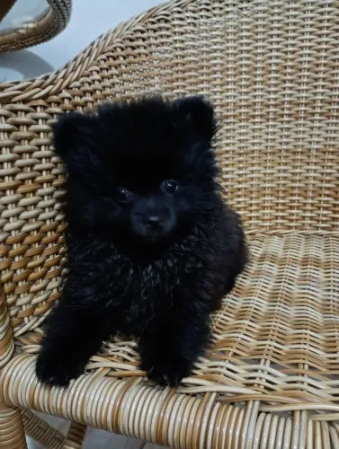 Spitz alemão 
