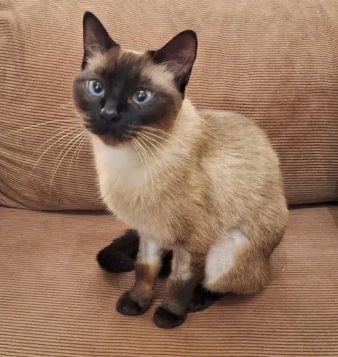 GATA PARA ADOÇÃO RESPONSÁVEL | CASTRADA
