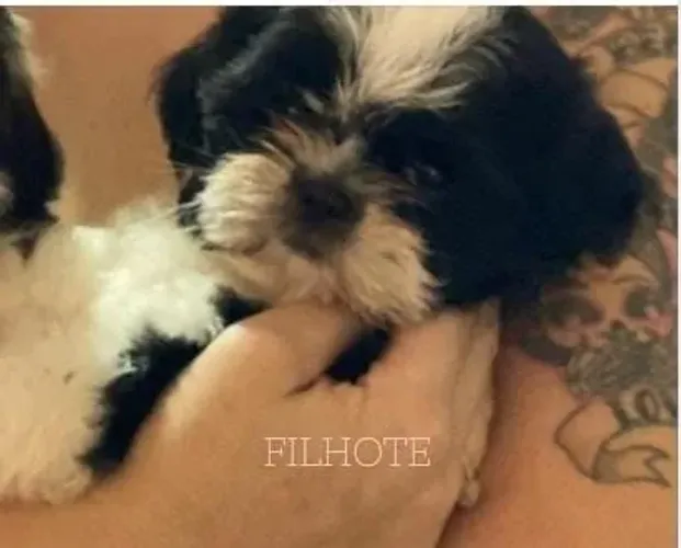 Shih tzu