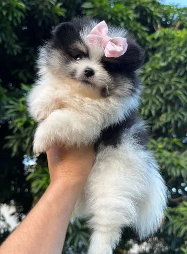 Spitz Alemão anã tricolor. Uma linda mocinha anã,  charmosa !