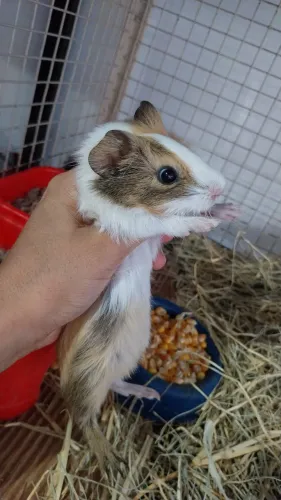 Porquinho da Índia