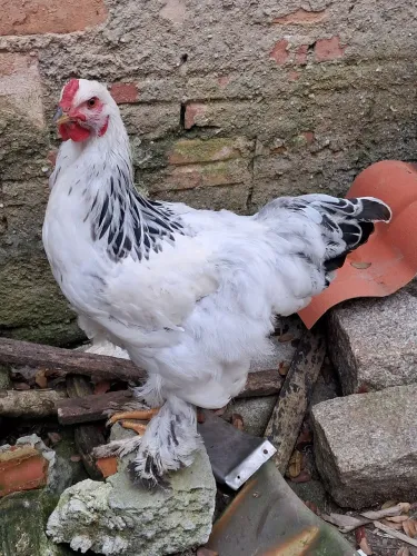 Galo Brahma sussex 