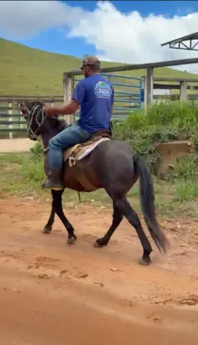 Cavalo macho mestiço manso 