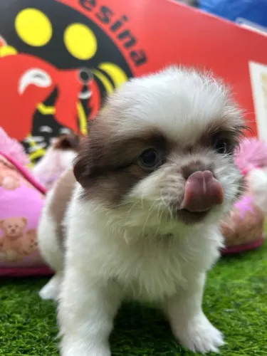    Shih Tzu Disponíveis | Entregamos em Todo o Brasil 