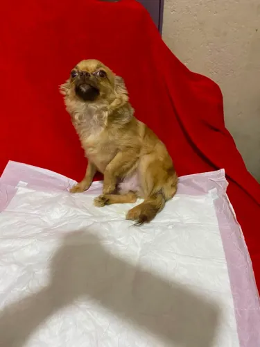 Chihuhaua