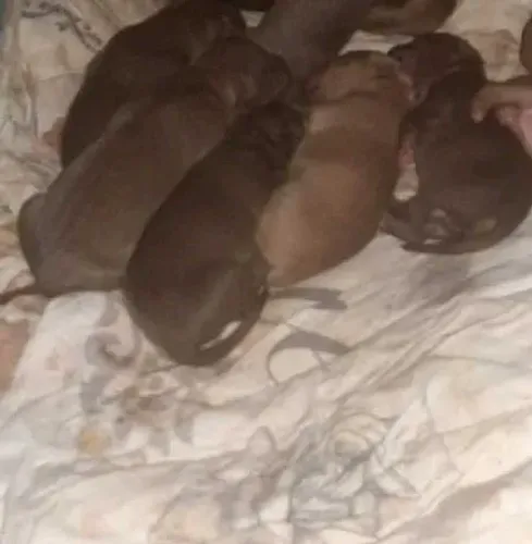 Filhote de American bully chocolate macho quase doação