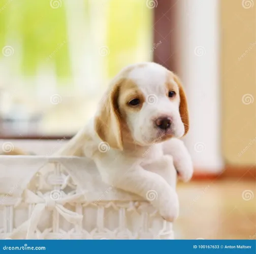 Bicolor lindo Beagle Machos porte menor pedigree