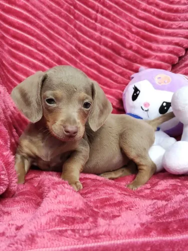Daschund 