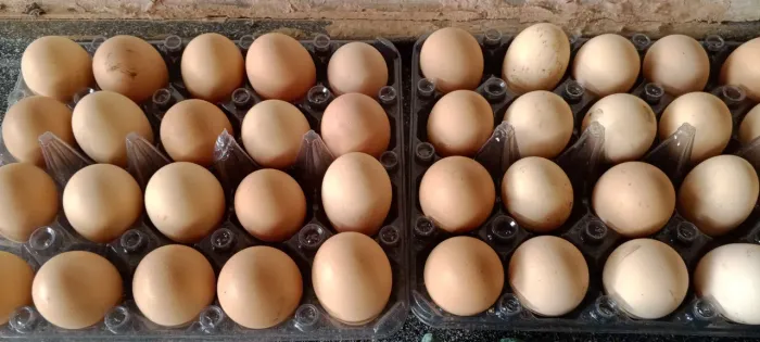 Ovos galados de galinha balão da Bahia. GSB