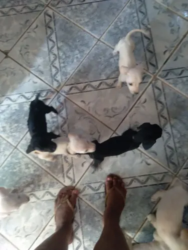 Doação de filhotes de cachorrinhos