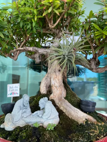 Bonsai de Cereja