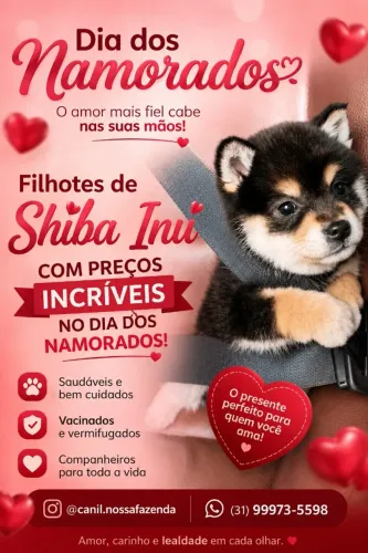 Akita e Shiba Inu