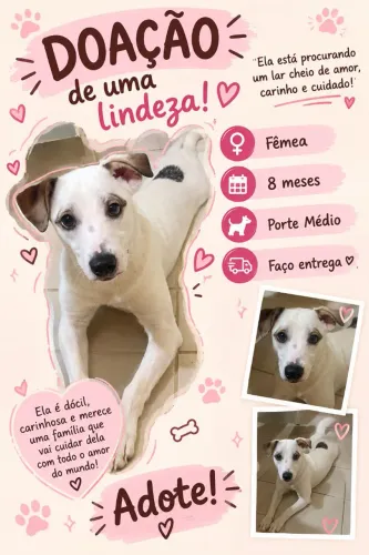 Cachorra Fêmea Disponível Para Adoção