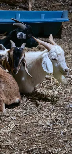 Cabrito, cabra, bode