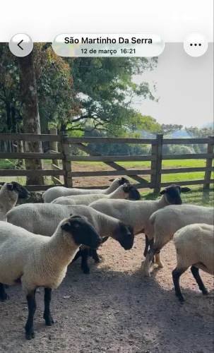 Ovelhas prenhas ! Suffolk! Oportunidade rara!