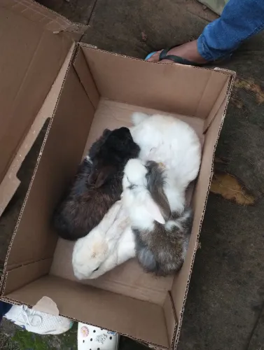 Vendo Coelho Leão ou Mini Lion Lionhead femia mais um macho e outra femia 