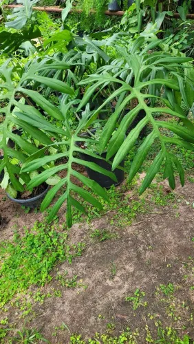 Monstera fina | Folhagens | Plantas elegantes