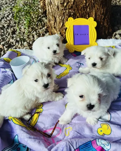 Maltês micro linda fêmea e machos ! 
