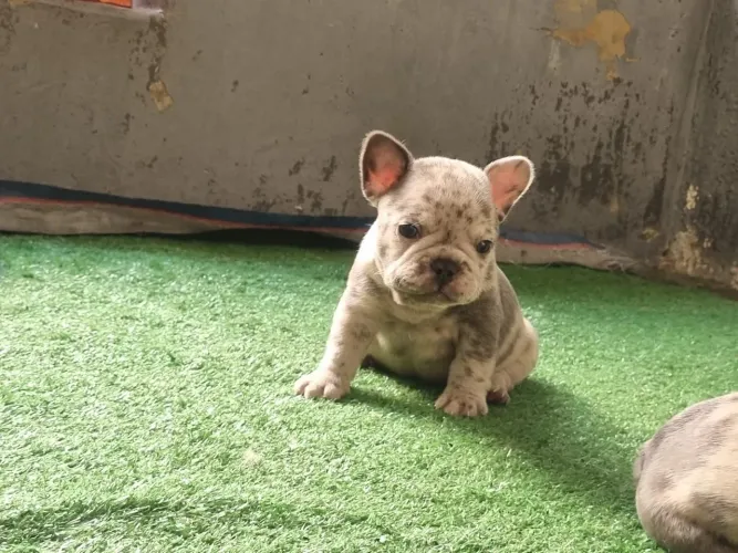 Filhote de bulldog francês