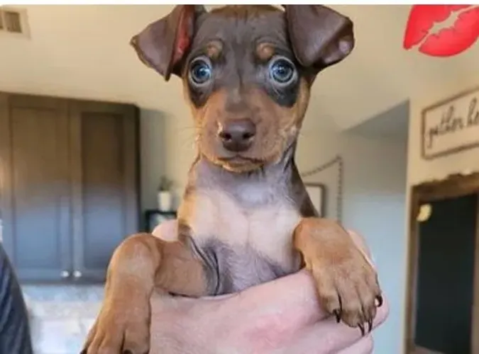 Filhotinhos Pinscher/ Pincher super dócil, saudável e amoroso