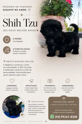 Filhote de Shihtzu
