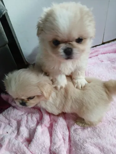 Vende se filhote de Pequinês 