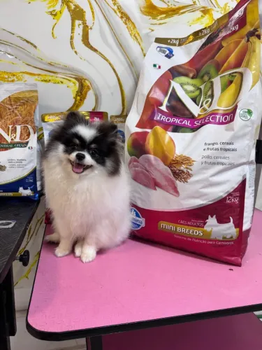 Lulu de pomeranian mais peludo voce ja vui com cbkc