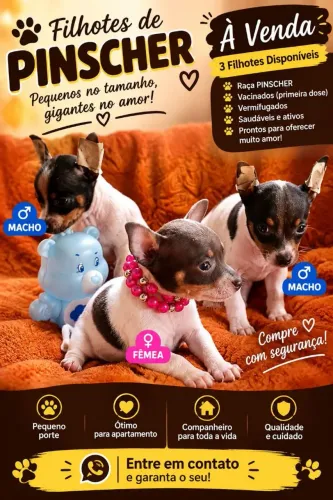 Pincher macho