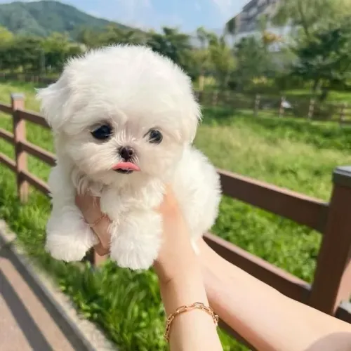 Filhotes de Maltes | Um cachorro cheio de emoção.