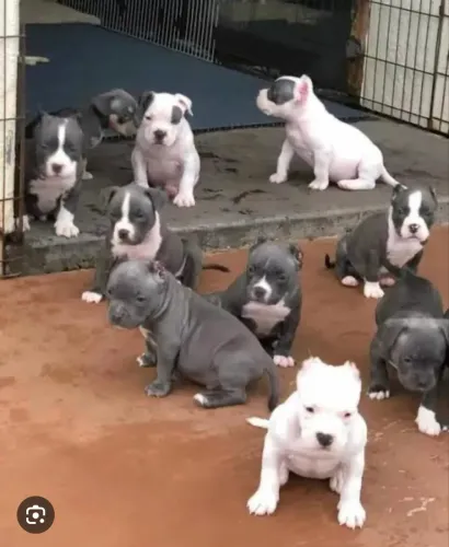 Cachorro