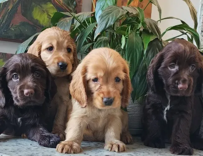 Cocker - Com Pedigree, A Pronta Entrega!!!  0008
