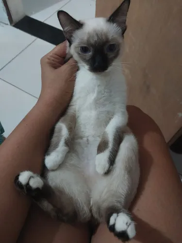 Felinos fêmea para doação