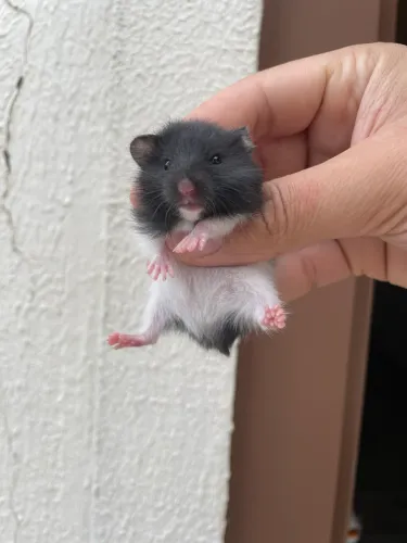 Hamster sírio e anao russo filhotes
