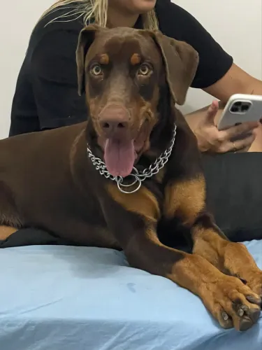 Doberman 