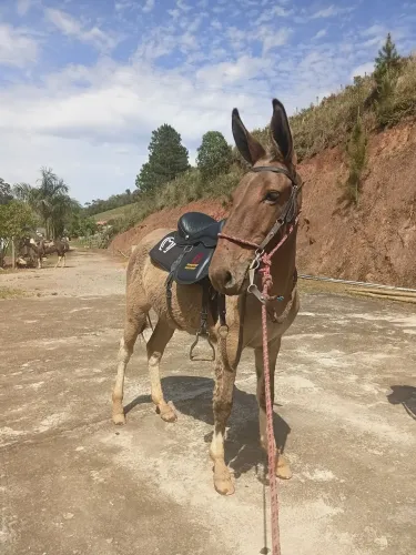 Burro