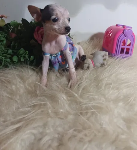 Cachorro