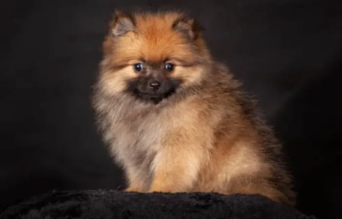 Exclusivos Filhotes de Spitz Alemão (Lulu) - Mini Ursinhos de Luxo